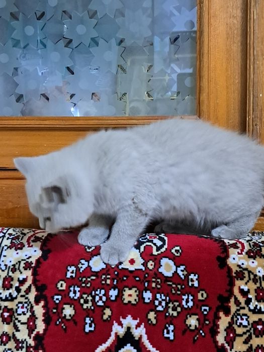 Котенок  3 месяца мугук бооаси