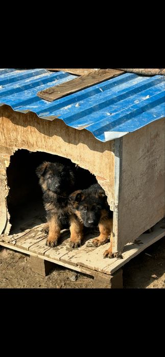 Продается щенок немецкой овчарки(девочка)