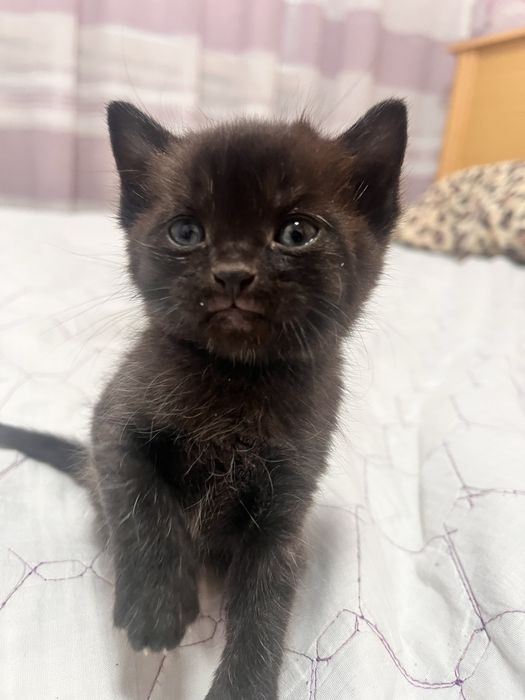 Отдам котёнка в хорошие руки