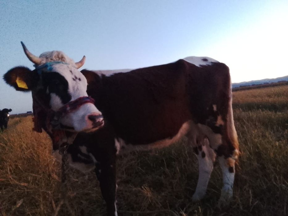 Vând juncă la prima fătare