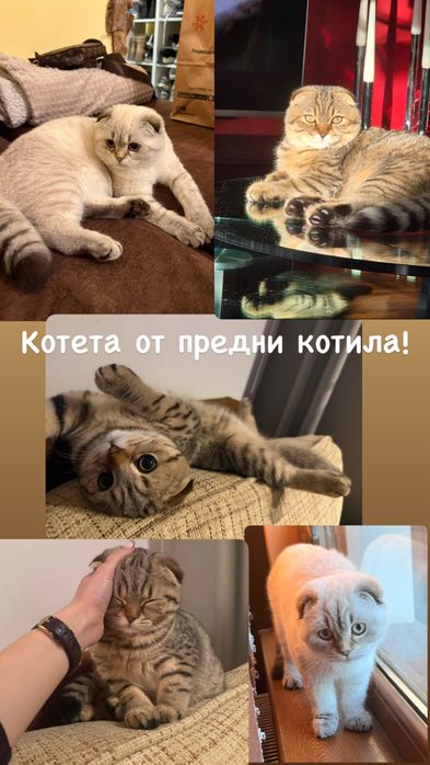 Британски котета