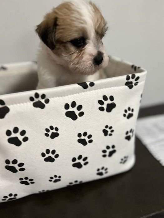 Fetita bichon havanez