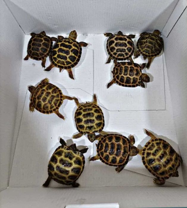 Toshbaqa sotiladi! ( Продается черепаха)