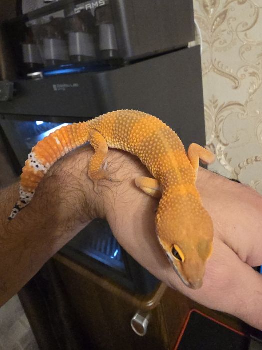 Эублефар Super Hypo Tangerine Carrot Tail