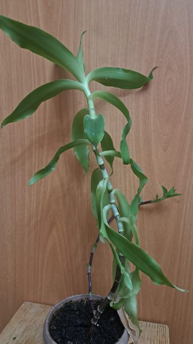 Золотой ус комнатное растение