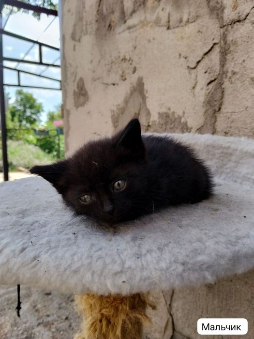 Котята ищут любящую семью