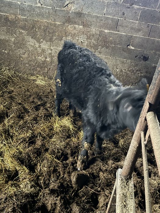 Tăuraş aberdeen angus