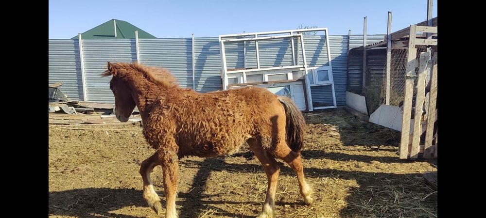 Продам лошадей, отком