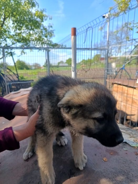 Donatie spre adopție căței