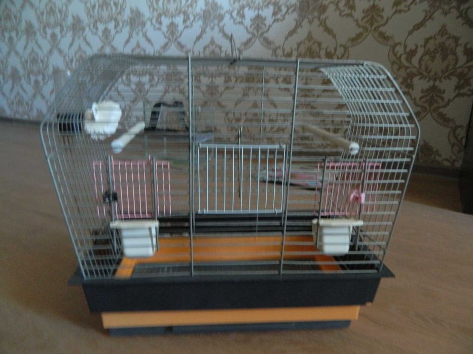 Продам зебровых амадин  с клеткой