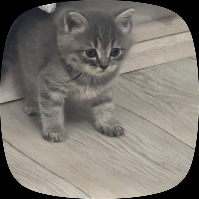 Британский котенок,вислоухие