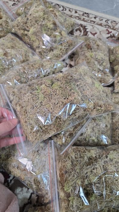 Продам свежий,  чистый мох.