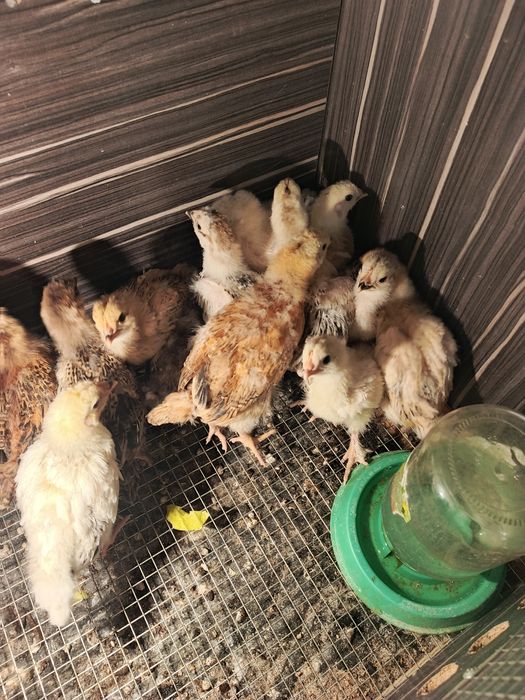 Цыплята инкубаторский