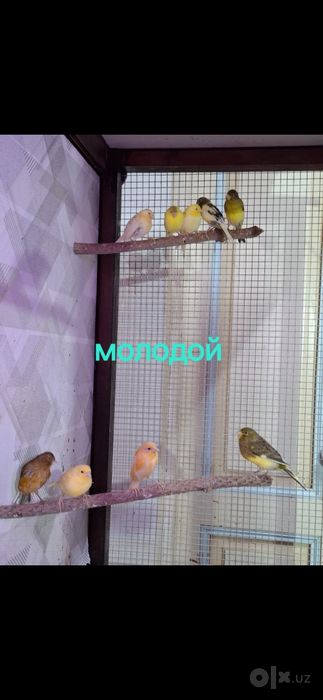 Канарейкалар.Нар,модалар,молодойлар. Сотилади.