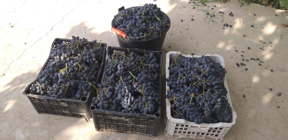 Уй сотилади 15000 Бука