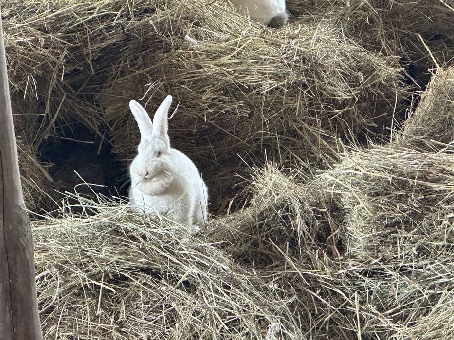 Қояндар сатылады