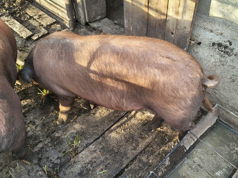 Femela de vanzare