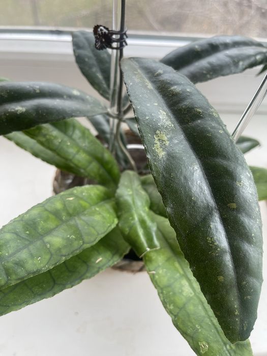 Хоя Финлансони Лонг Лиф