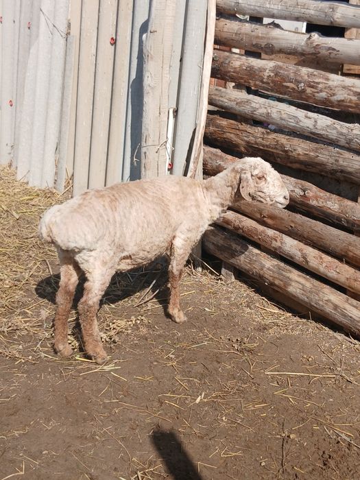 Қой ешкі сатылады