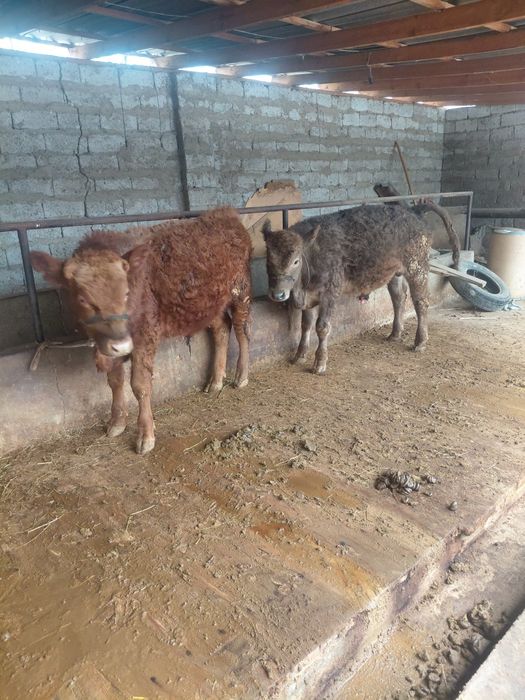 Бұқалар сатылады