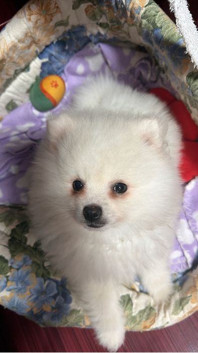 Puiut Pomeranian mini toy