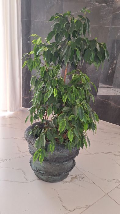 Бенжамен 2 вида в одном горшке