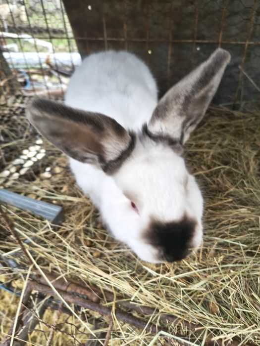 Vând iepuri californian și uriaș german gri