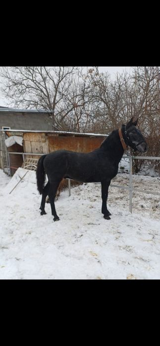 Vand cal -mânz Lipitan