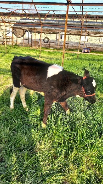 Бузок новос сотилади