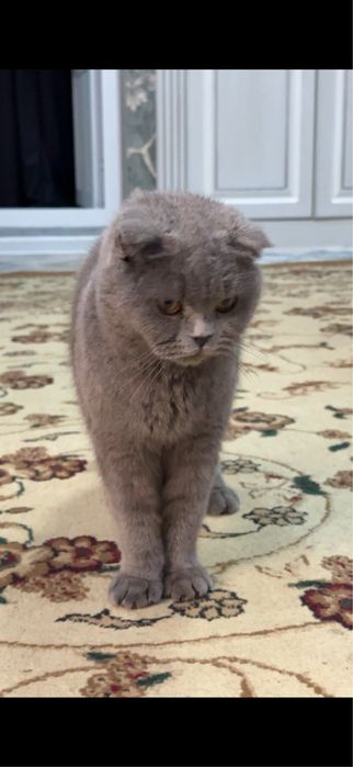 mushik sotiladi jinsi qiz