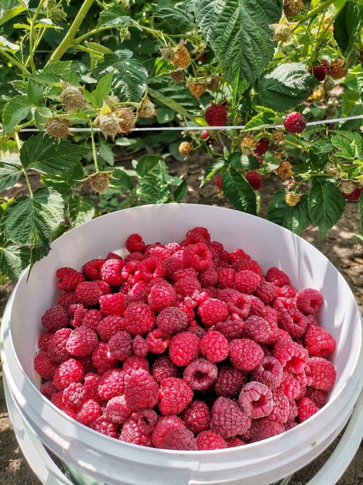 Продам малину 1200