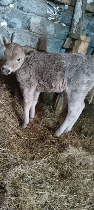 Продам       телочку