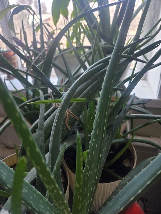 Алоэ вера (Aloe vera)