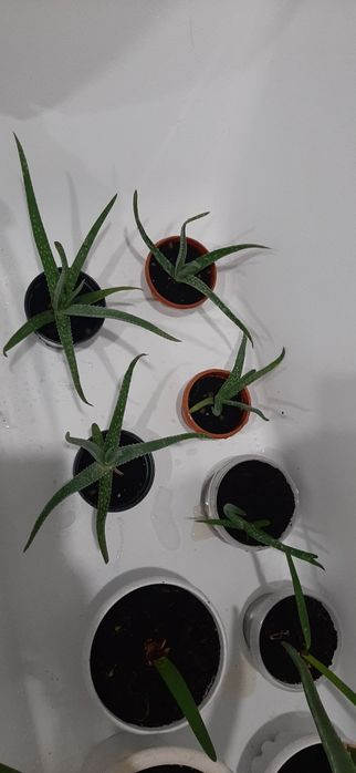 Алоэ  молодые в горшках