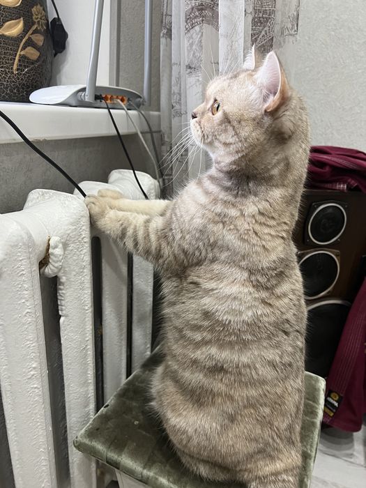 Отдам бесплатно кошку