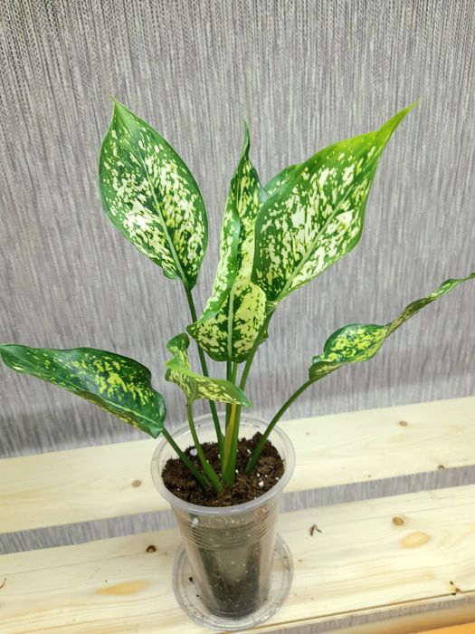 Продам Аглаонема