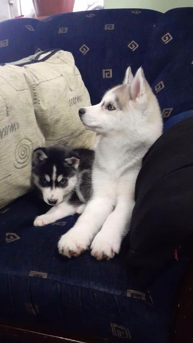 Серебристая голубоглазая девочка хаски