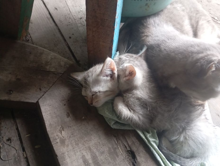 Отдам котят в хорошие руки,