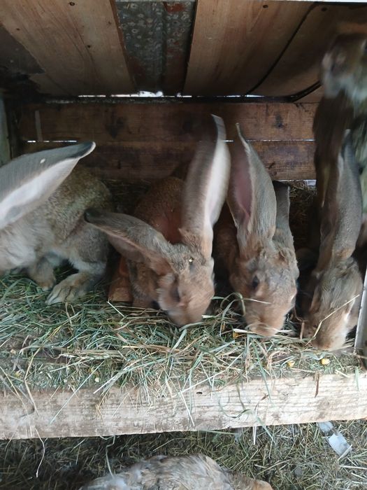 Vând iepuri uriaș german