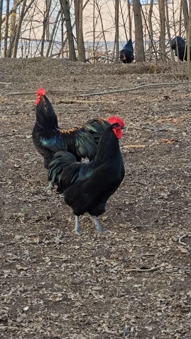 Cocos Australorp