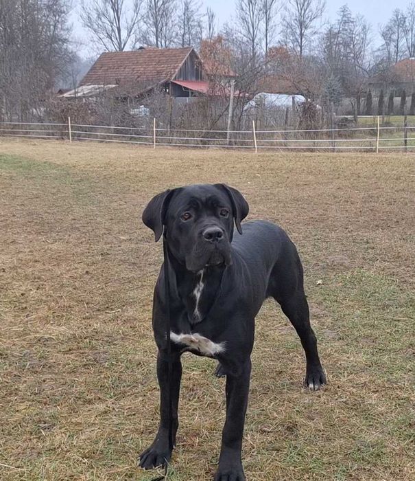 Cane Corso talie mare, pedigree FCI, femela junioară.