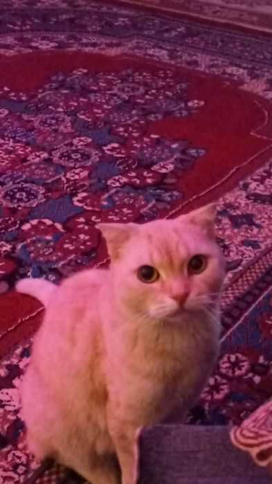 Шотландский кот сатылады