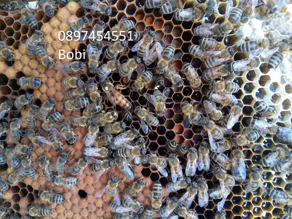 Малки Пчелни Семейства Отводки