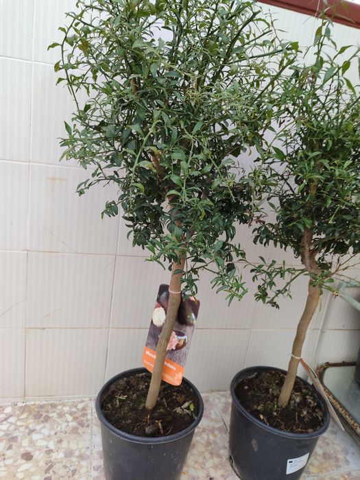 Лимон Хайвер розов