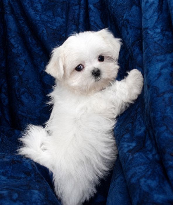 Pui Bichon Maltez Mini Toy