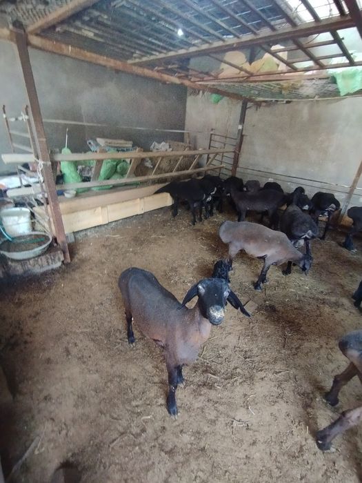 Исори она бола койлар