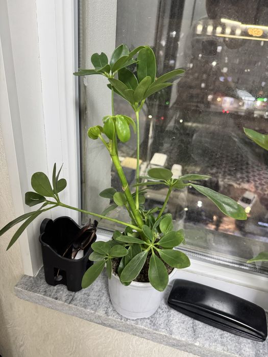 Продам комнатные цветы