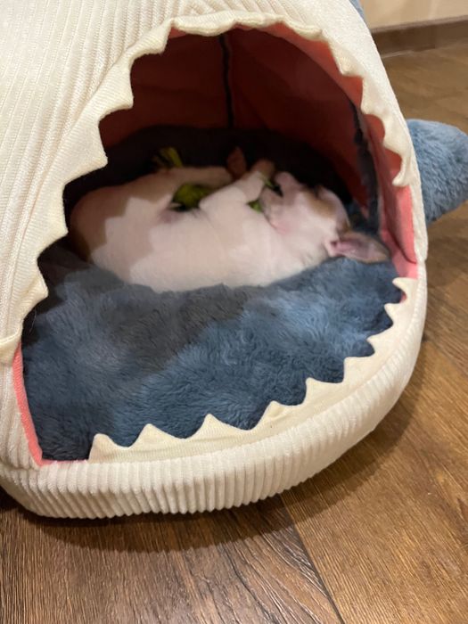 Мъжки чихупинчер