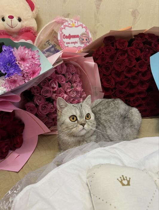 Продам шотладских котят