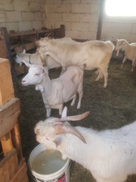 Vand capre foarte bune